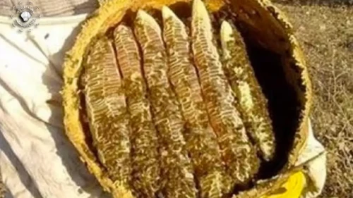 Altından Pahalı ve Hasat Başladı: Kilosu 6 Bin TL, Dubai’den Sipariş Yağıyor