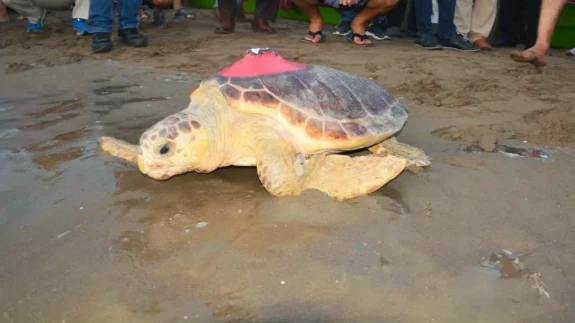 Yaralı Caretta Caretta Tuba, Yıllar Sonra Dalyan’a Döndü: 28 Bin Kilometrelik Yolculuk
