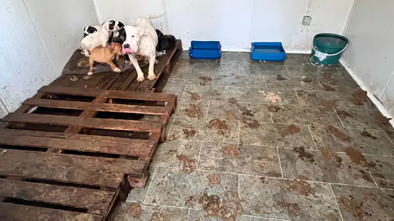 Köyceğiz’de Barınak İddiaları Şok Etti: Hayvanlar Susuz ve Mamasız mı Bırakıldı?