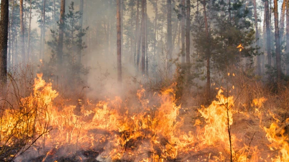 Aydın Nazilli’de Korkutan Yangın: Alevler Her yanı sardı