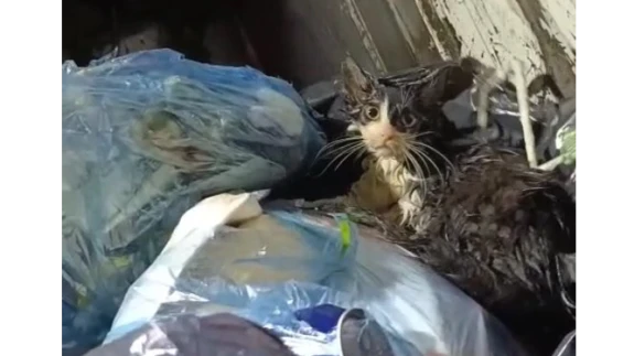 Bodrum’da Çöpe Atılan Kedi Son Anda Kurtarıldı! Tepki Yağıyor