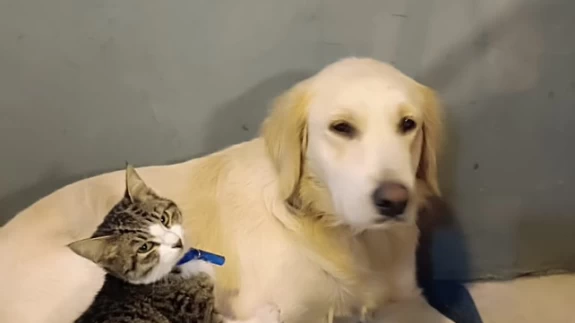 Vanilya, Köyceğiz Tango Pansiyon Civarında Kayboldu (Kayıp Köpek)