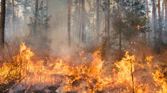 Aydın Nazilli’de Korkutan Yangın: Alevler Her yanı sardı