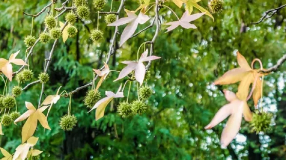 Köyceğiz Sığla Yağı Faydaları ve Kullanım Alanları