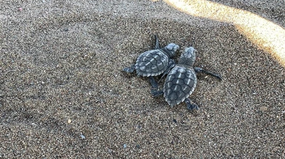 İztuzu Plajı’nda 30 Bin Yavru Caretta Caretta Denizle Buluştu