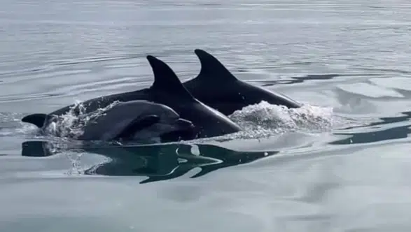Fethiye Şövalye Adası Açıklarında Yunus Şov Heyecanı!
