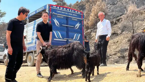 Seydikemer'de Yangınzede Çiftçilere 114 Küçükbaş