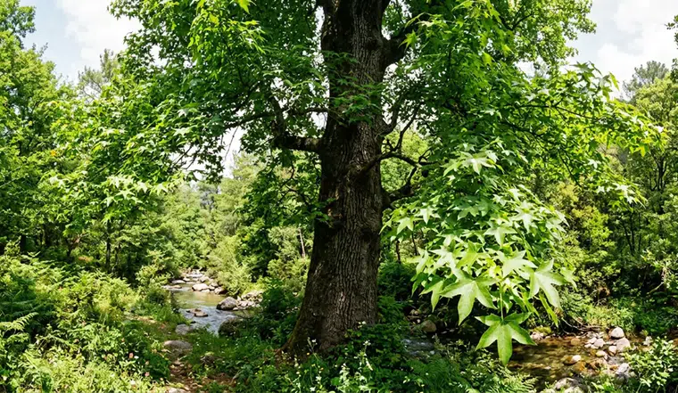 Zamanın Ötesinden Gelen Şifacı: Anadolu Sığla Ağacı