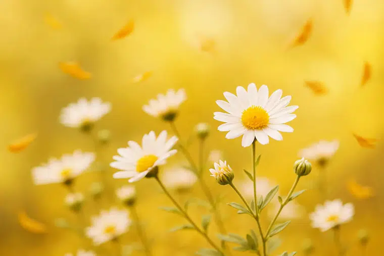 KÖYCEĞİZ'İN  KADINLARI