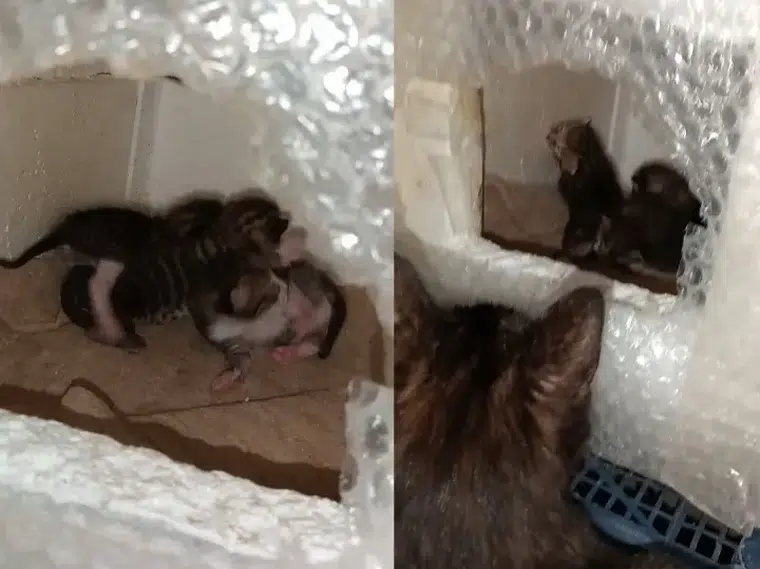 Köyceğiz’de Bahçelerimiz Büyük, Kalplerimiz Dar mı?