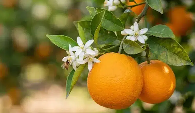 Takvimde Nisan, Ruhumda Portakal Çiçeği