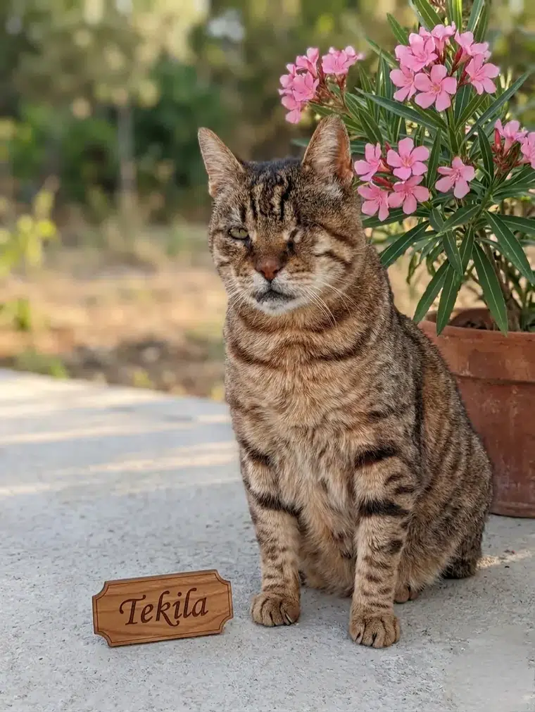 Yenimahalle Sessiz Bir Gidiş: Tekila'ya Veda...