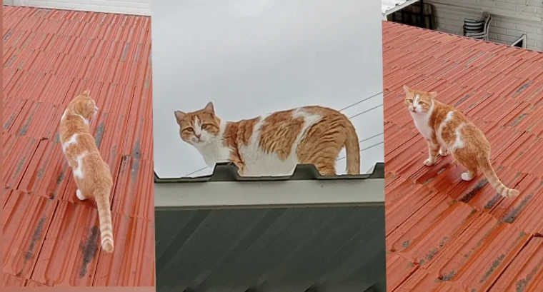 Çatımızdaki Turuncu Melek: Cipsy