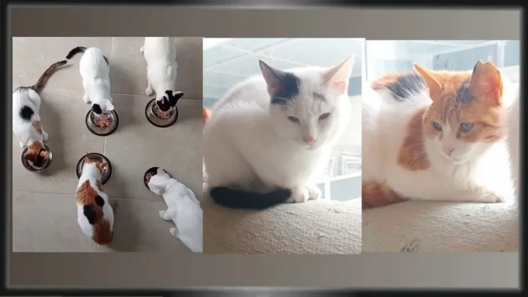 KÖYCEĞİZ DE PATİLİ DOSTLARLA VİRÜS DİKKAT EDİLMESİ