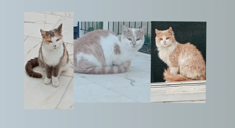 Köyceğiz Sokağındaki En Değerli Komşularımız: Ayrılmaz Üç Kardeş