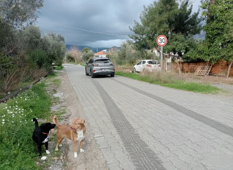 KÖYCEĞİZ PROSEDÜR CAN ALIYOR