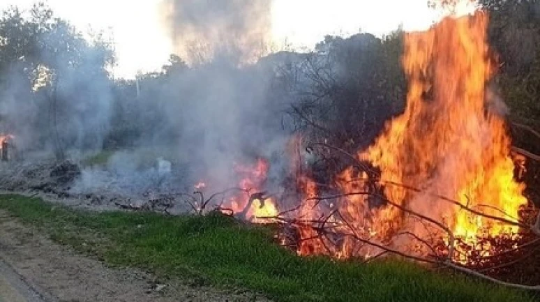 Milas’ta Aynı Anda İki Orman Yangını Çıktı; Müdahale Başladı