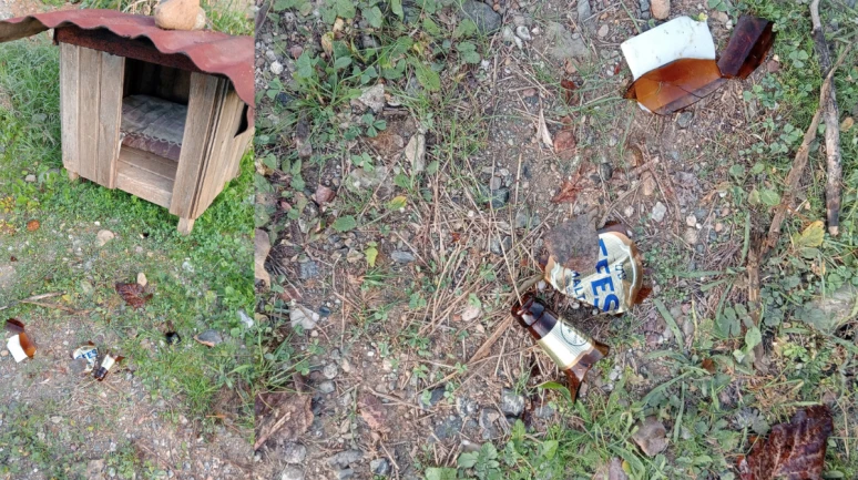 Köyceğiz’de Sokak Hayvanına Kırık Camla Saldırı Girişimi Tepki Çekti