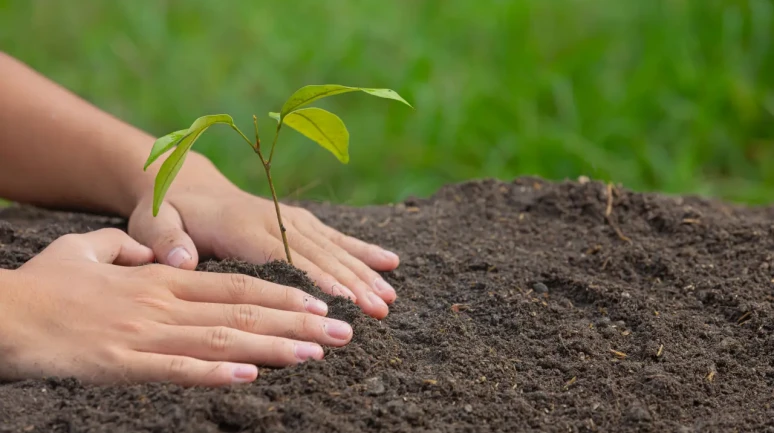 Köyceğiz’de 11 Kasım Ağaçlandırma Günü! Halk Davet Edildi