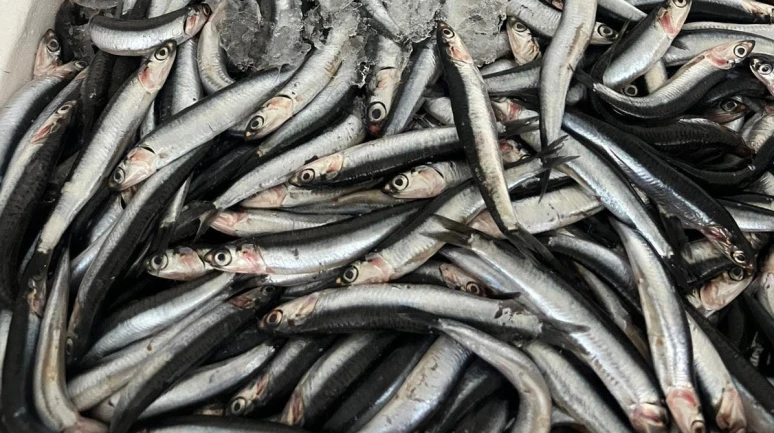 Dalaman'da Taze Karadeniz Bolluğu, İndirimli Fiyatlar!