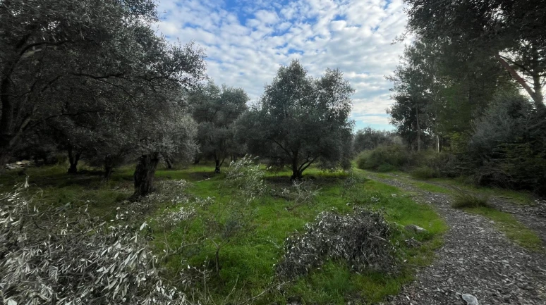 Yangı Mahallesi’nde satılık tarla