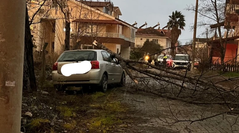 Köyceğiz Ulucami'de korkutan anlar! Dev ağaç otomobilin üzerine böyle devrildi