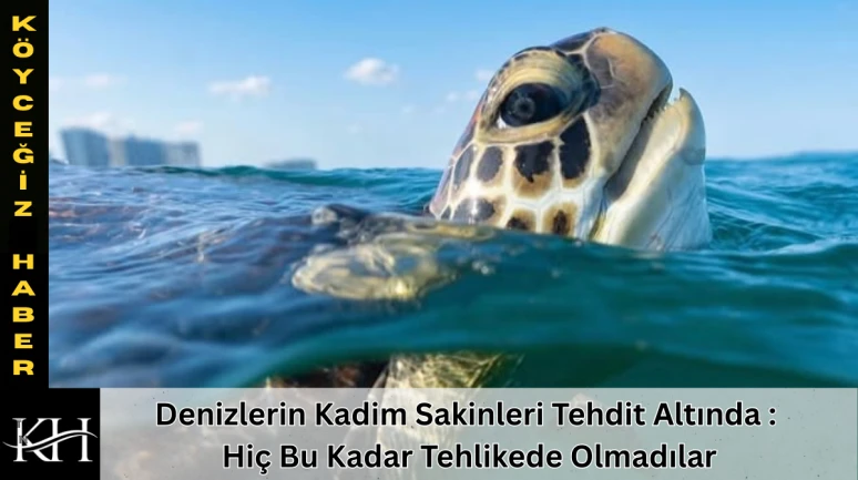 Denizlerin Kadim Sakinleri Tehdit Altında : Hiç Bu Kadar Tehlikede Olmadılar