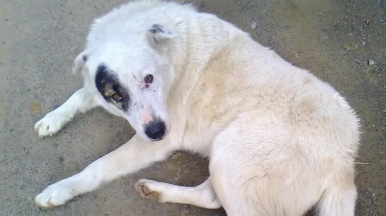 Köyceğiz Yayla Köyü’nde Sokak Köpeklerinin Öldürülmesi İddiası Gündemde