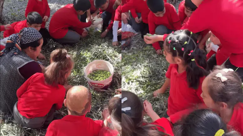 Köyceğiz’de öğrenciler zeytin hasadı yaptı! Demirli İlkokulu’nda Doğa Eğitimi Sürprizi