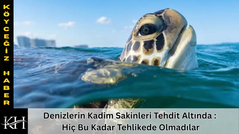 Denizlerin Kadim Sakinleri Tehdit Altında : Hiç Bu Kadar Tehlikede Olmadılar