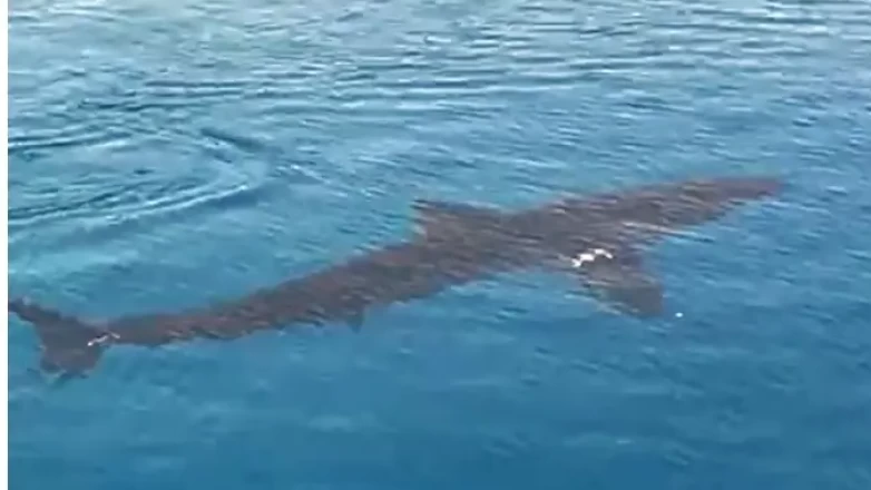 Muğla Tuzla Koyu’nda Beyaz Kum Köpekbalığı Görüntülendi Uzmanlar Zararsız Olduğunu Açıkladı