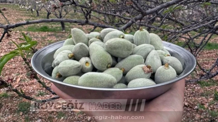 Datça’da Yılın İlk Çağla Hasadı Başladı : Kilosu 1000 TL’den Kapışılıyor!