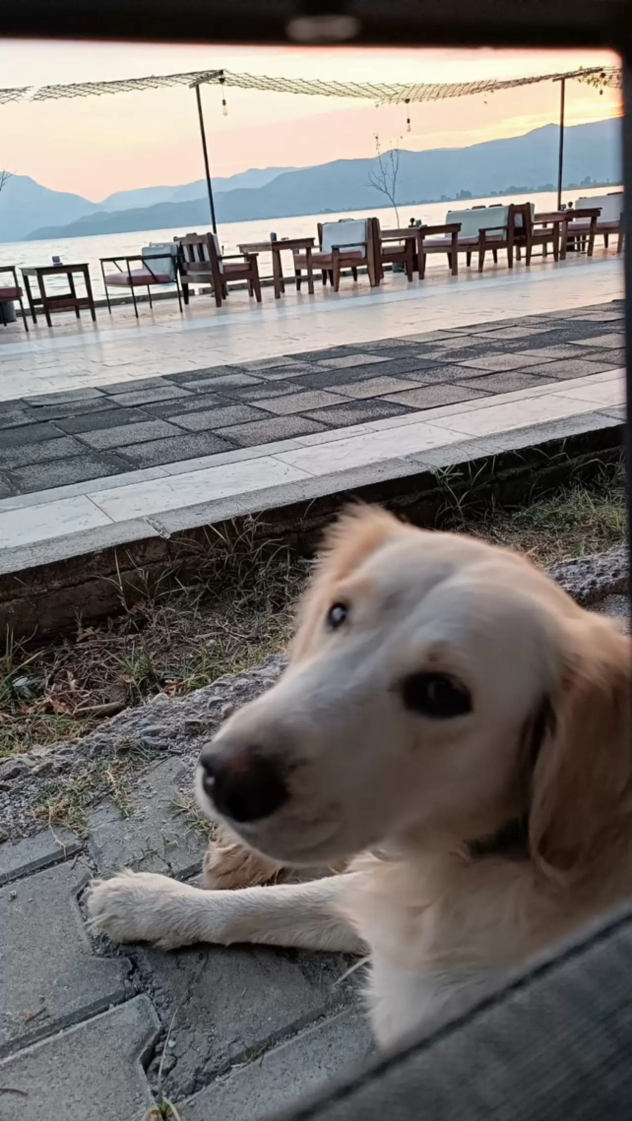 Vanilya, Köyceğiz Tango Pansiyon Civarında Kayboldu (Kayıp Köpek) 4