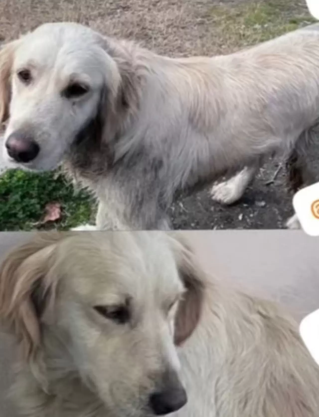 Vanilya, Köyceğiz Tango Pansiyon Civarında Kayboldu (Kayıp Köpek) 3