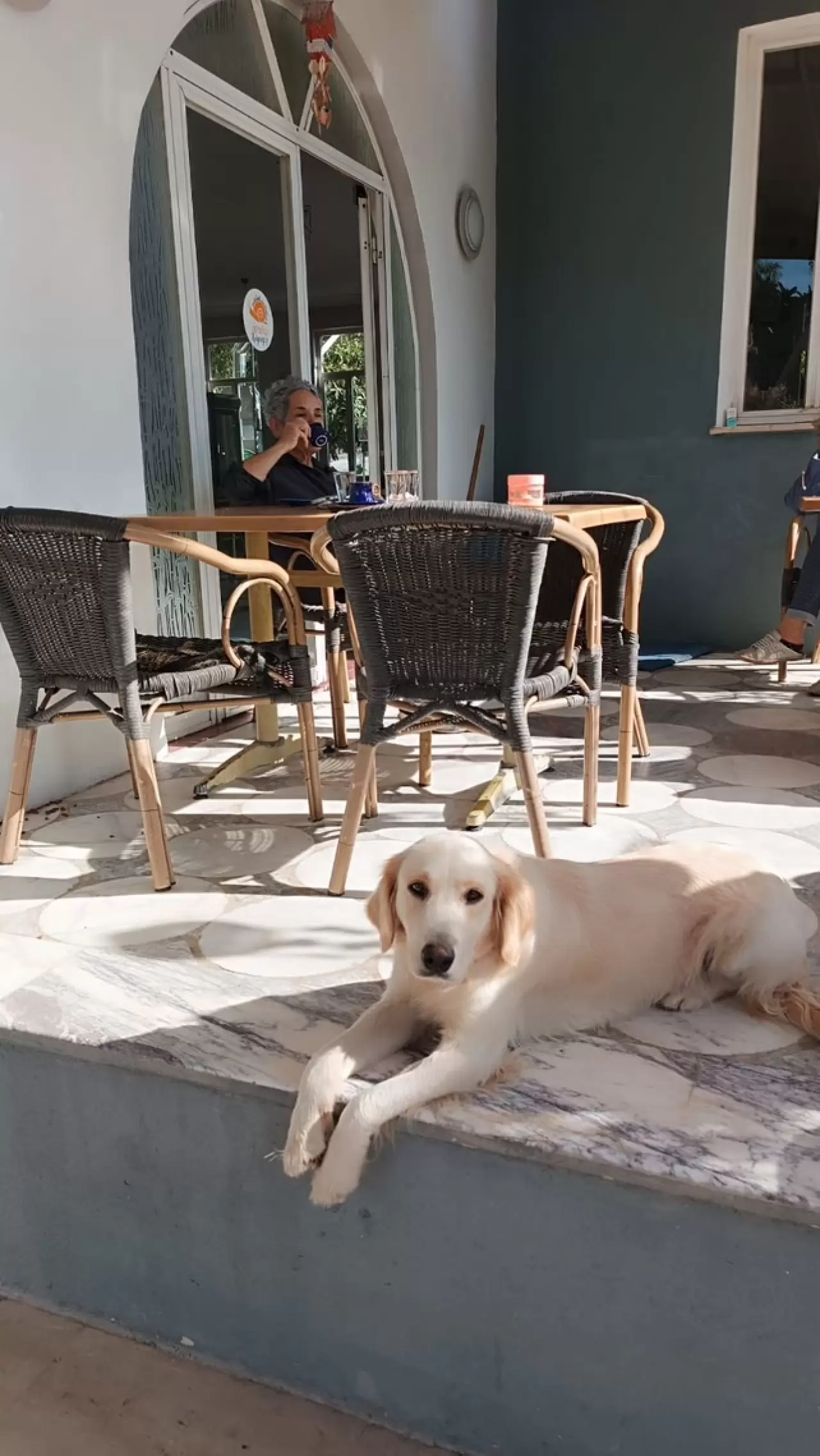 Vanilya, Köyceğiz Tango Pansiyon Civarında Kayboldu (Kayıp Köpek) 2