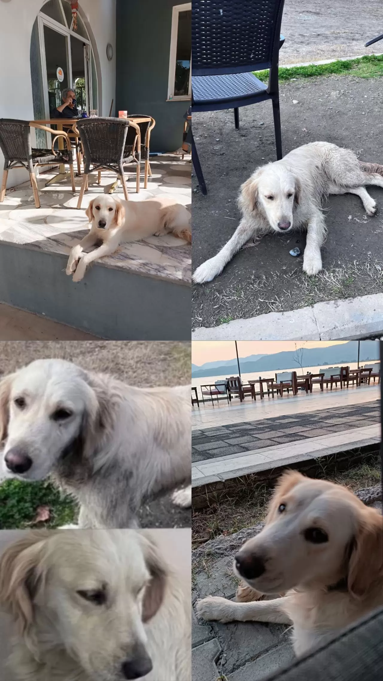 Vanilya, Köyceğiz Tango Pansiyon Civarında Kayboldu (Kayıp Köpek) 5