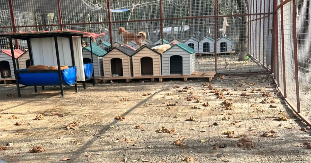 Köyceğiz’de Barınak İddiaları Şok Etti: Hayvanlar Susuz ve Mamasız mı Bırakıldı? 2