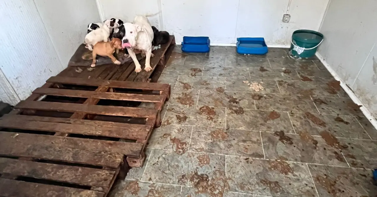 Köyceğiz’de Barınak İddiaları Şok Etti: Hayvanlar Susuz ve Mamasız mı Bırakıldı? 4