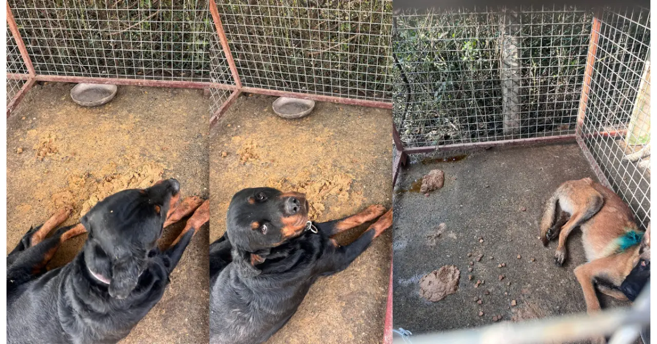 Köyceğiz’de Barınak İddiaları Şok Etti: Hayvanlar Susuz ve Mamasız mı Bırakıldı? 5