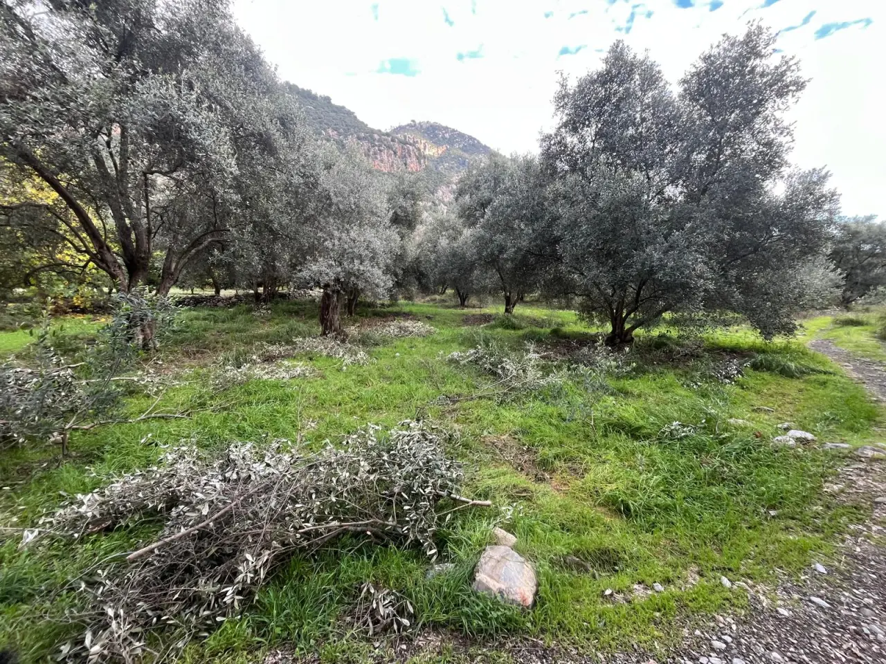 Köyceğiz Yangı Mahallesi’nde sahibinden, zeytin ağaçlı satılık tarla ana yola yakın konumda.