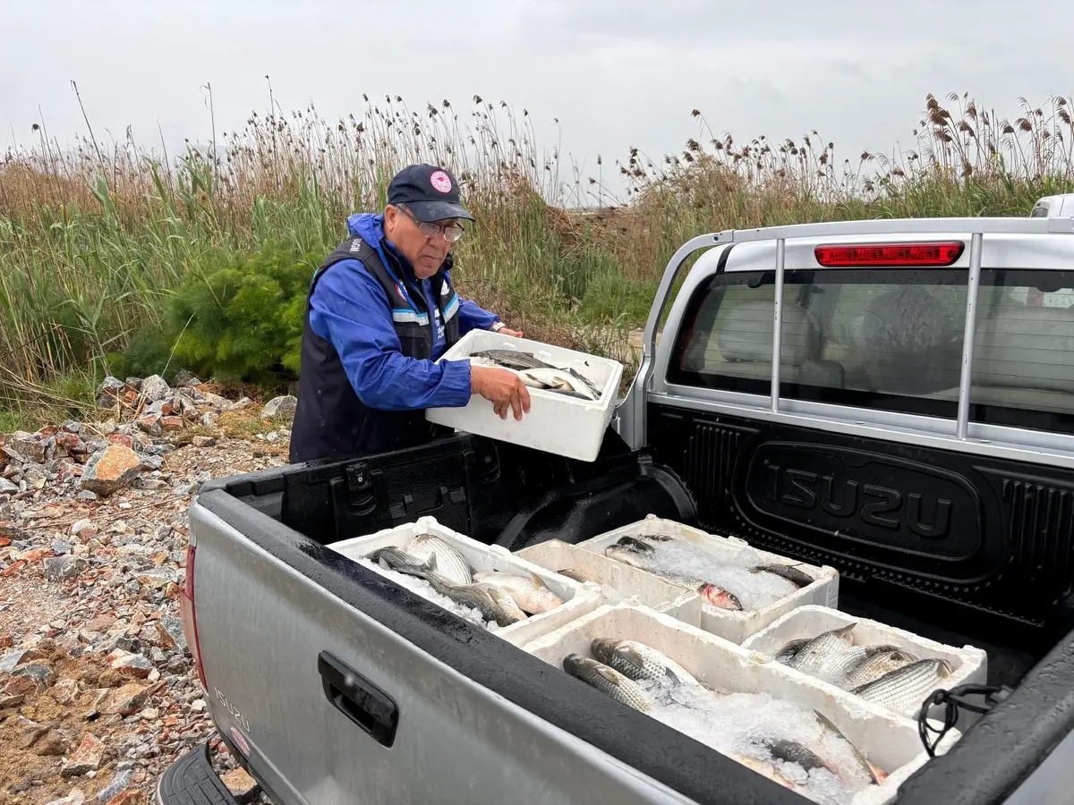 Milas Güllük Lagünü’nde yapılan denetimlerde yasadışı avlanan 80 kilogram kefale el konuldu, şahsa 16 bin 106 TL para cezası kesildi.