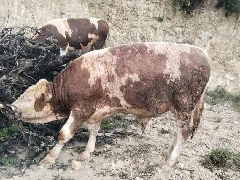 Seydikemer’de Ahır Yangını: 26 Hayvan Yanarak Can verdi!