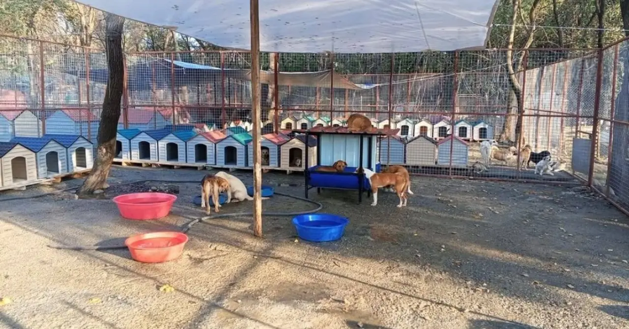 Köyceğiz Belediyesi, barınağındaki dostlarımızın yaşam şartlarını iyileştirmek amacıyla 95 adet plastik kulübe ve 8 adet yemlik temin ederek kurulumunu tamamladı