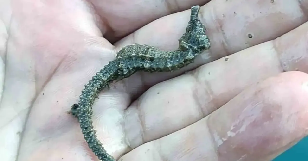 Muğla Tarım ve Orman ekipleri Köyceğiz Gölü, Dalyan Kanalı ve İztuzu açıklarında kaçak avcılığa yönelik denetim yaptı. 2 sepet ve 5 barbun ağına el konuldu.