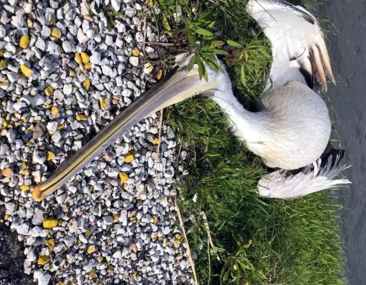 Milas Boğaziçi Mahallesi’nde bir aracın çarptığı ak pelikan telef oldu. Tuzla Sulak Alanı’nda soruşturma başlatıldı.