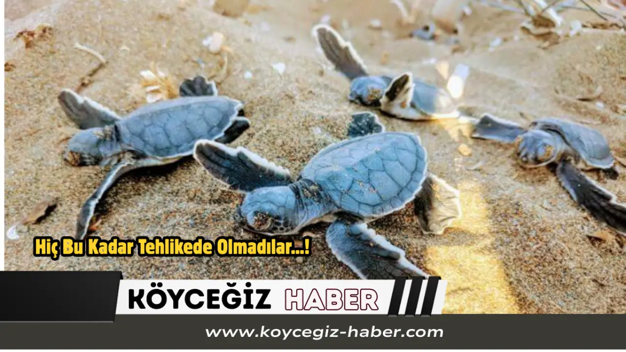 DEKAMER, 110 milyon yıldır denizlerde yaşayan deniz kaplumbağalarının plastik kirliliği, hayalet ağlar ve iklim değişikliği nedeniyle yok olma riskiyle karşı karşıya olduğunu duyurdu.