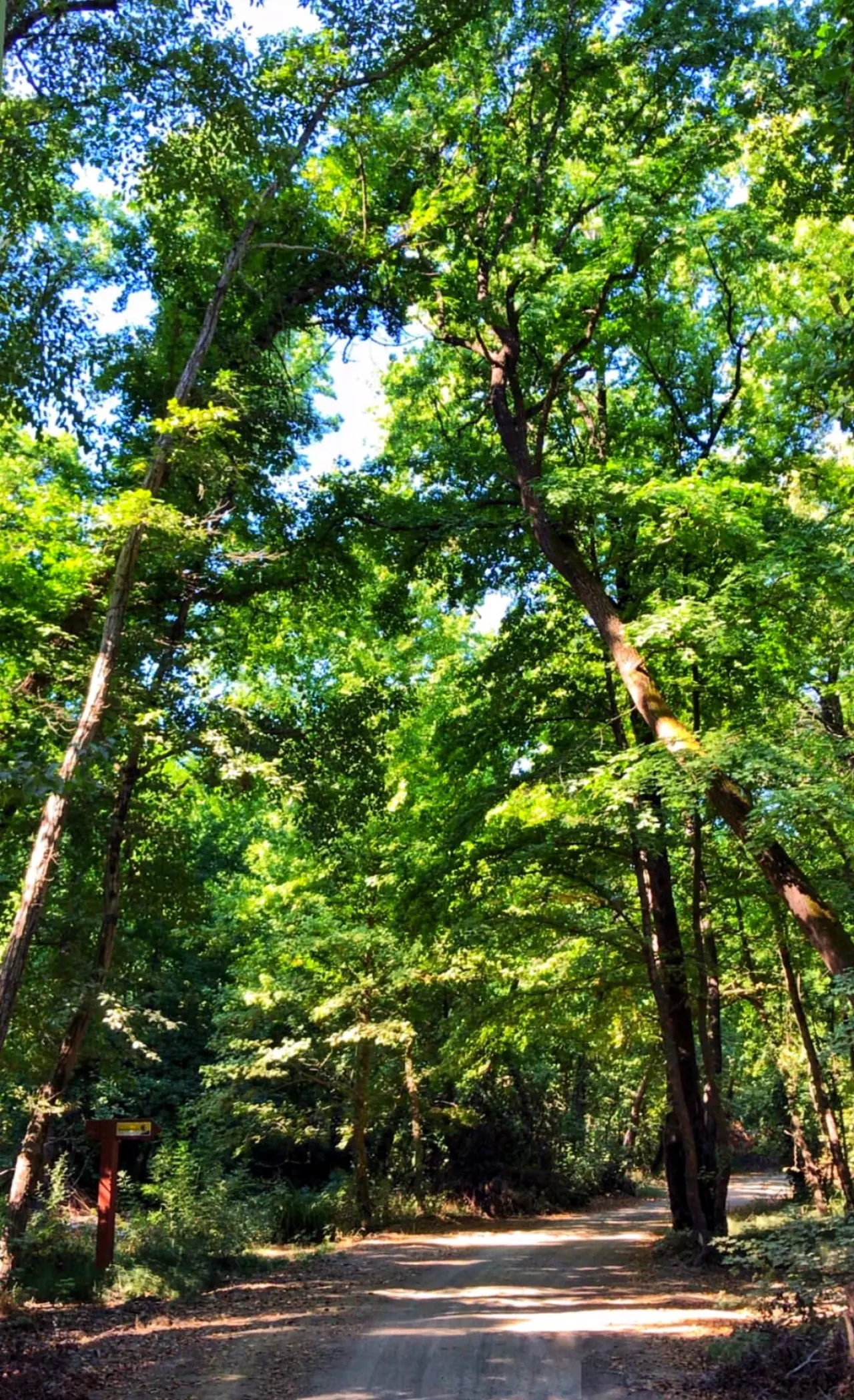 Sığla Ormanı - Kavakarası Mahallesi