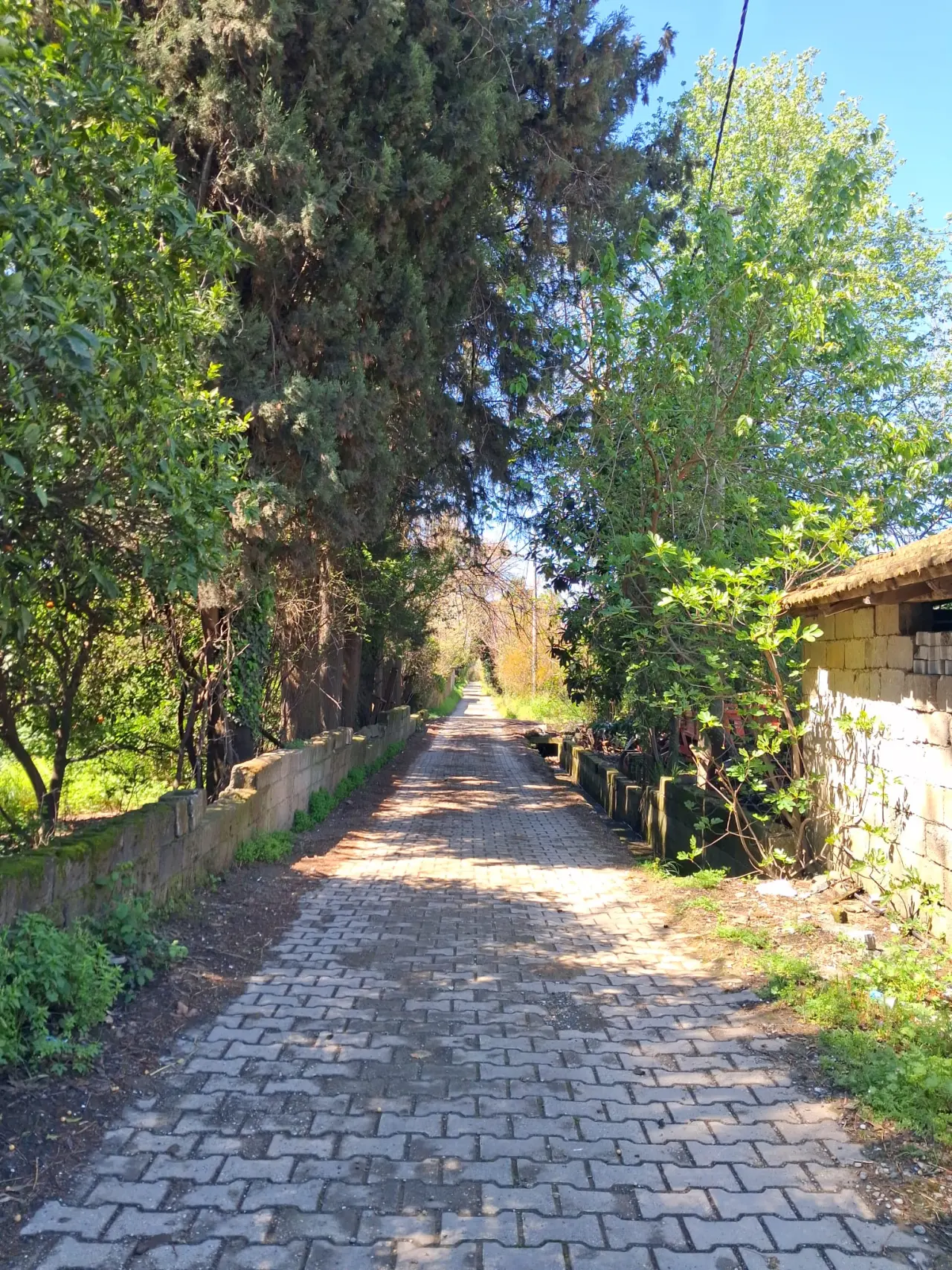 KÖYCEĞİZ’DE UZUN İNCE BİR YOLDAYIM