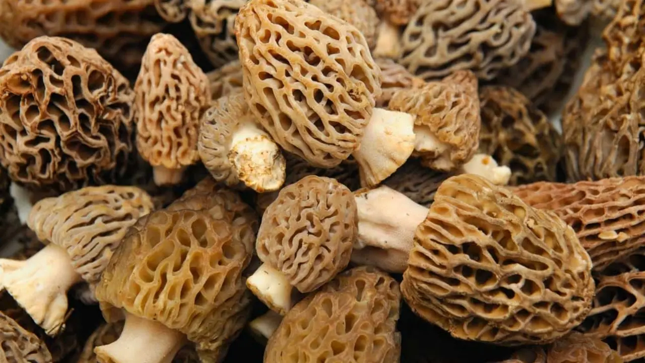 Fethiye Salı Pazarı’nda kuzu göbeği mantarı kilosu 2.000 TL’den alıcı buluyor. Uzmanlar zehirli türlere karşı uyarırken, Antalya'da sera üretimi başladı.